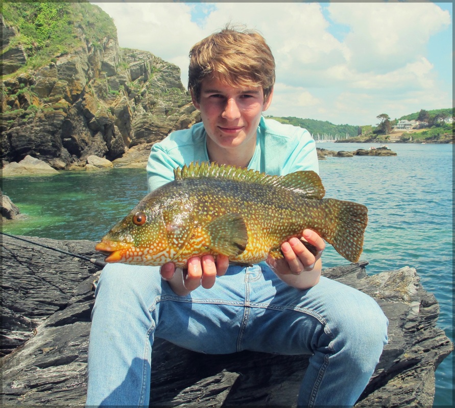 wrasse