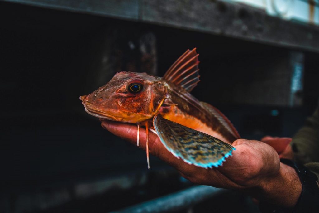 tub gurnard