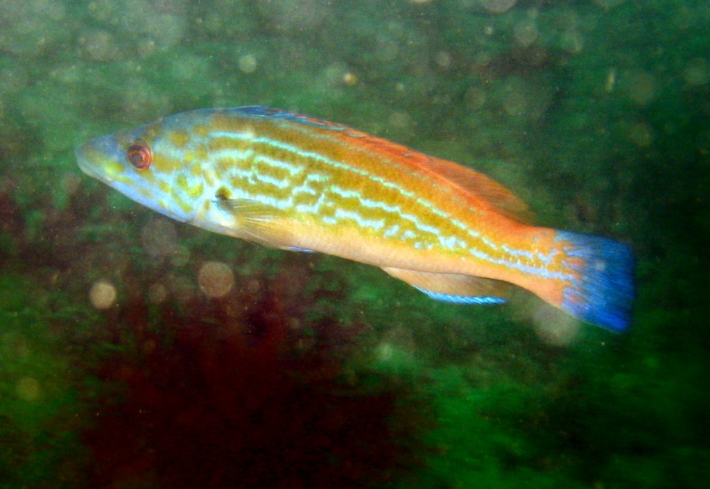 cuckoo wrasse
