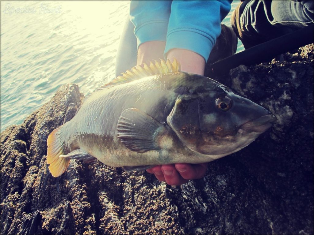 ballan wrasse caught on lures