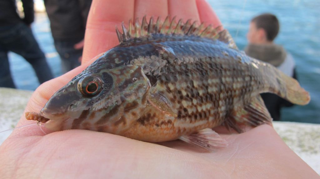 corkwing wrasse 