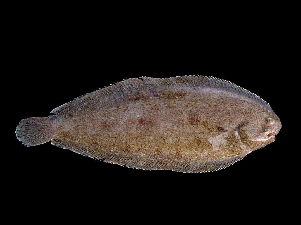 megrim sole