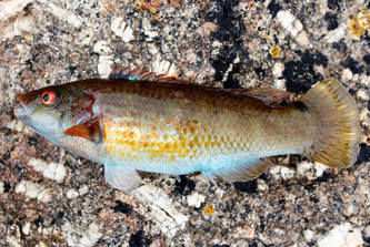 goldsinney wrasse