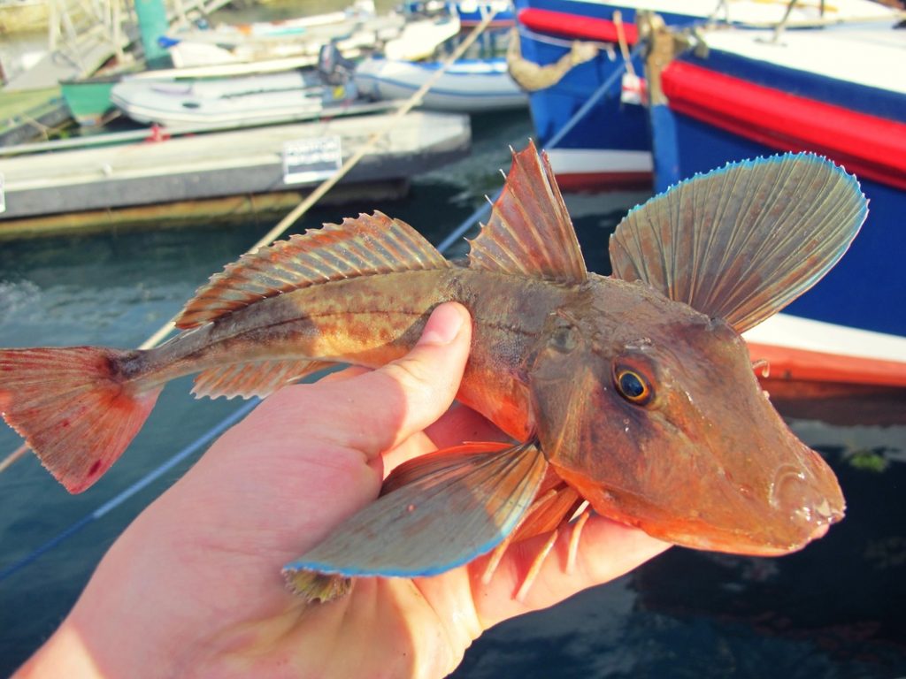 lure caught tub gurnard