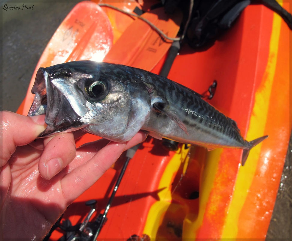 mackerel on kayak