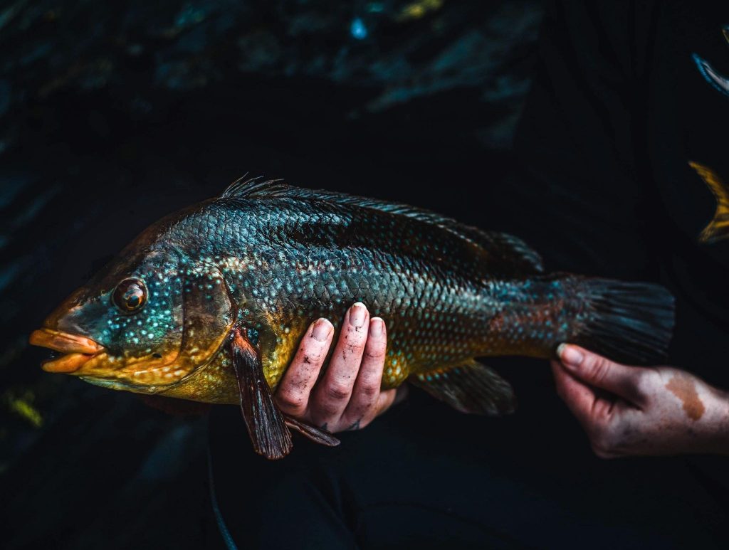 wrasse in hand