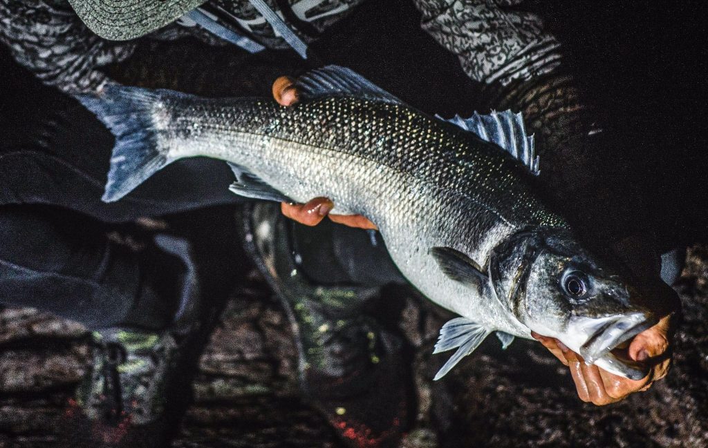 a man holding a British sea bass