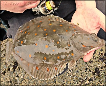 plaice fishing 