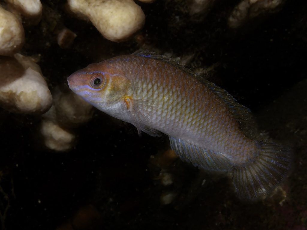 rock cook wrasse