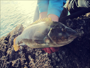 wrasse
