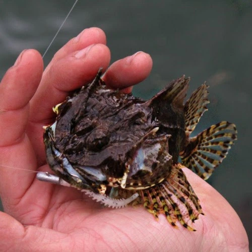 scorpion fish uk