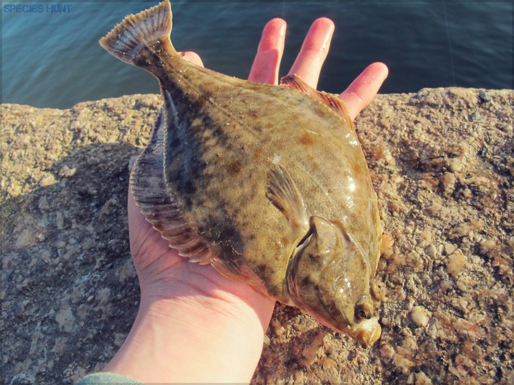 flounder fishing