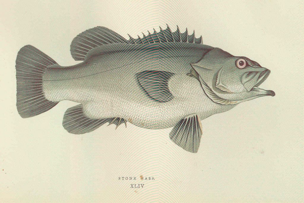 wreck fish