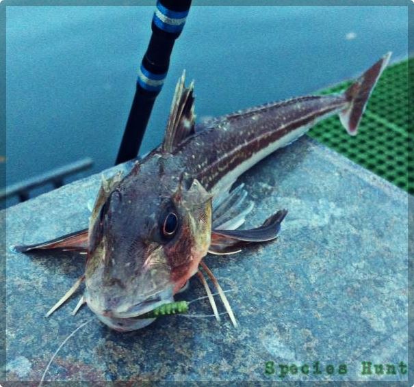 gurnard