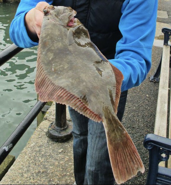 flounder