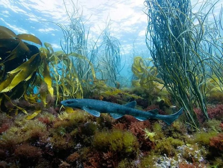 Sea Fishing in Devon An Anglers Guide