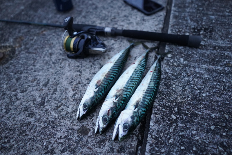 mackerel fishing with spinners and lures