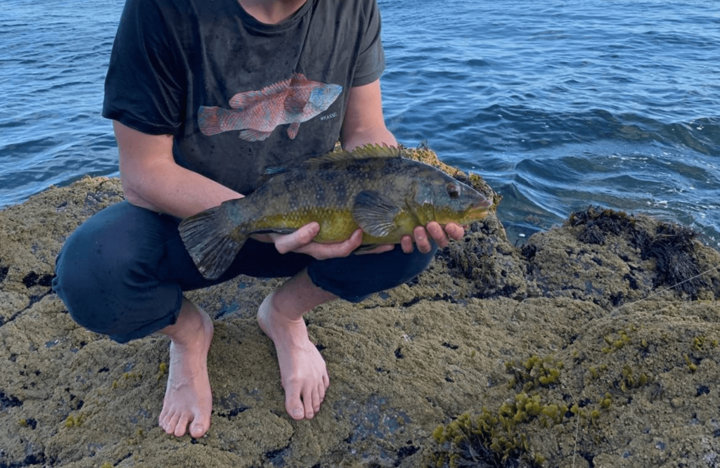 wrasse