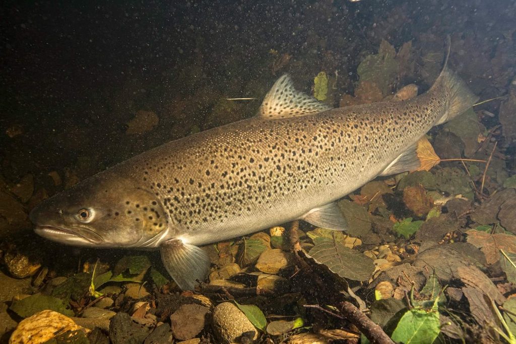 spinning for brown trout