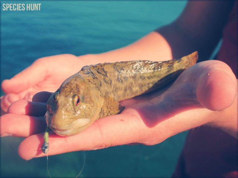 Lure Fishing for Bass UK 3 Key Principles & 30 Tips