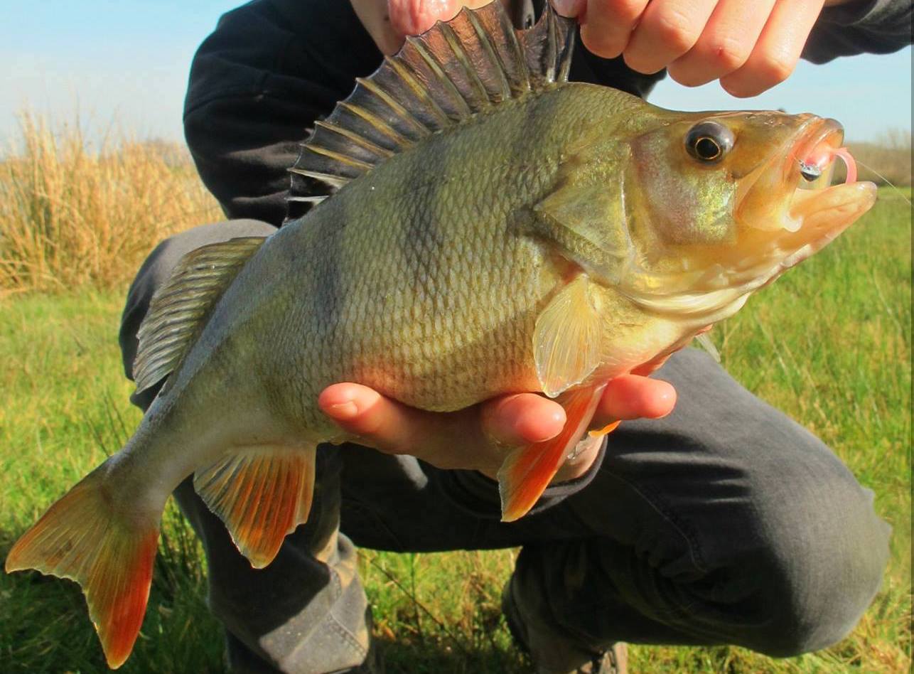 Lure fishing for perch UK 24 Perch Fishing Tips
