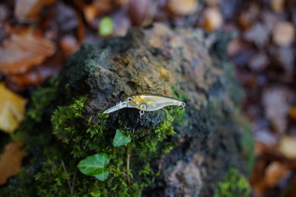 popper for perch fishing