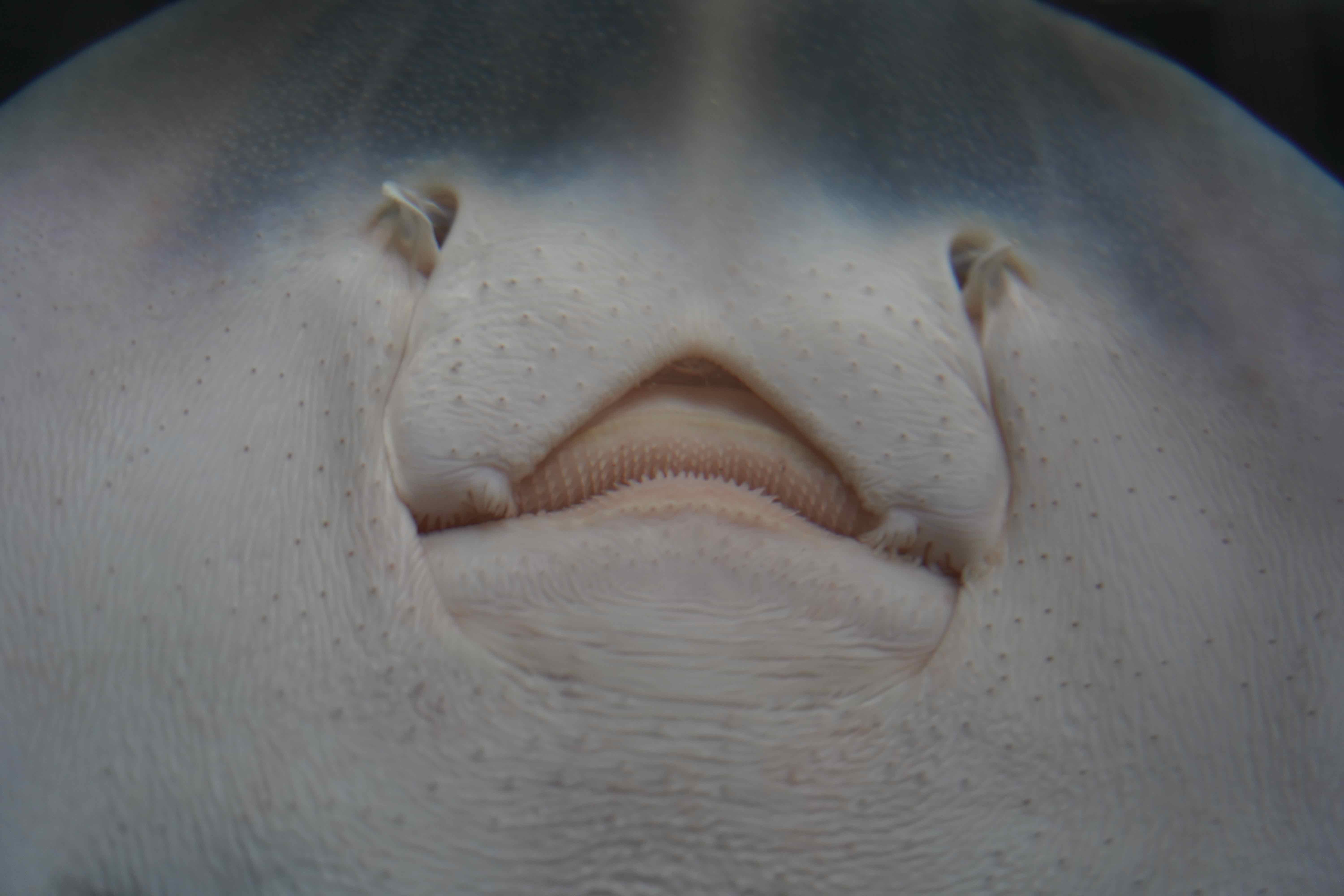 ray