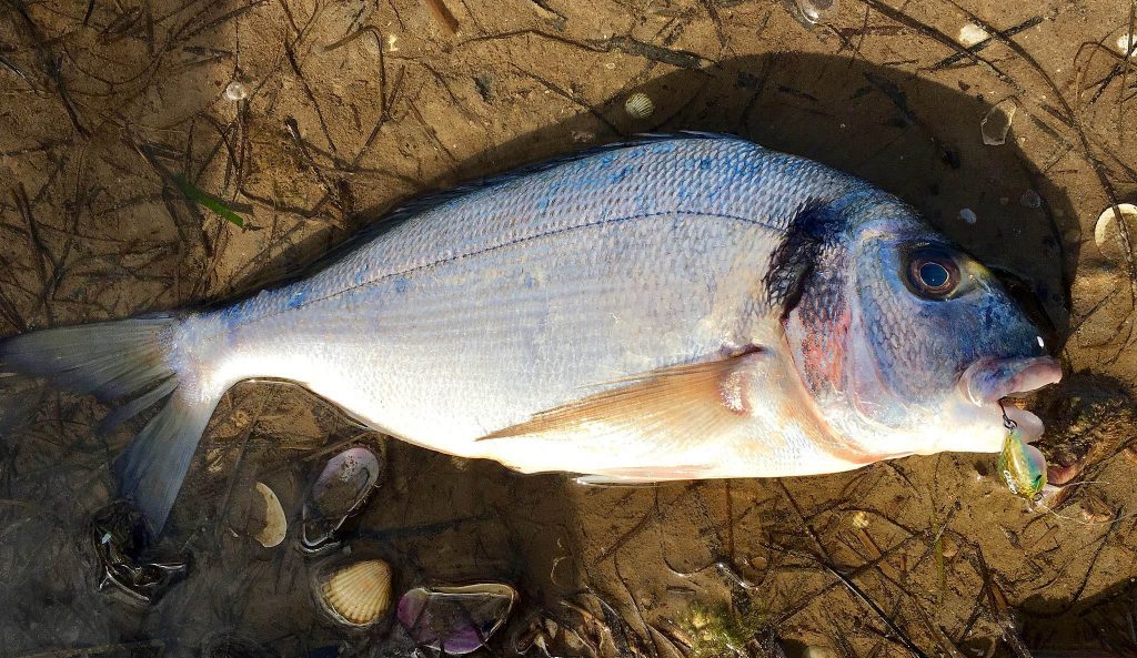 black bream