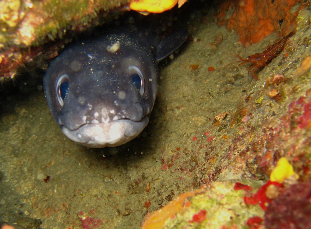 conger eel