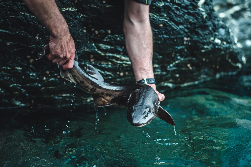 huss fishing 