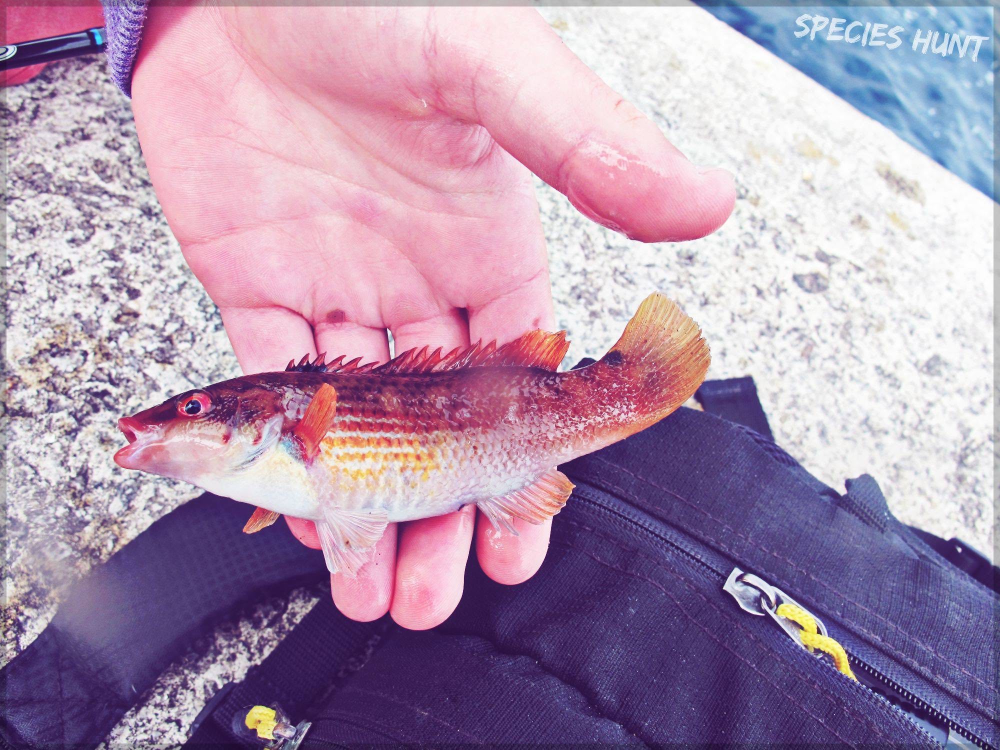 wrasse caught on a split shot rig 