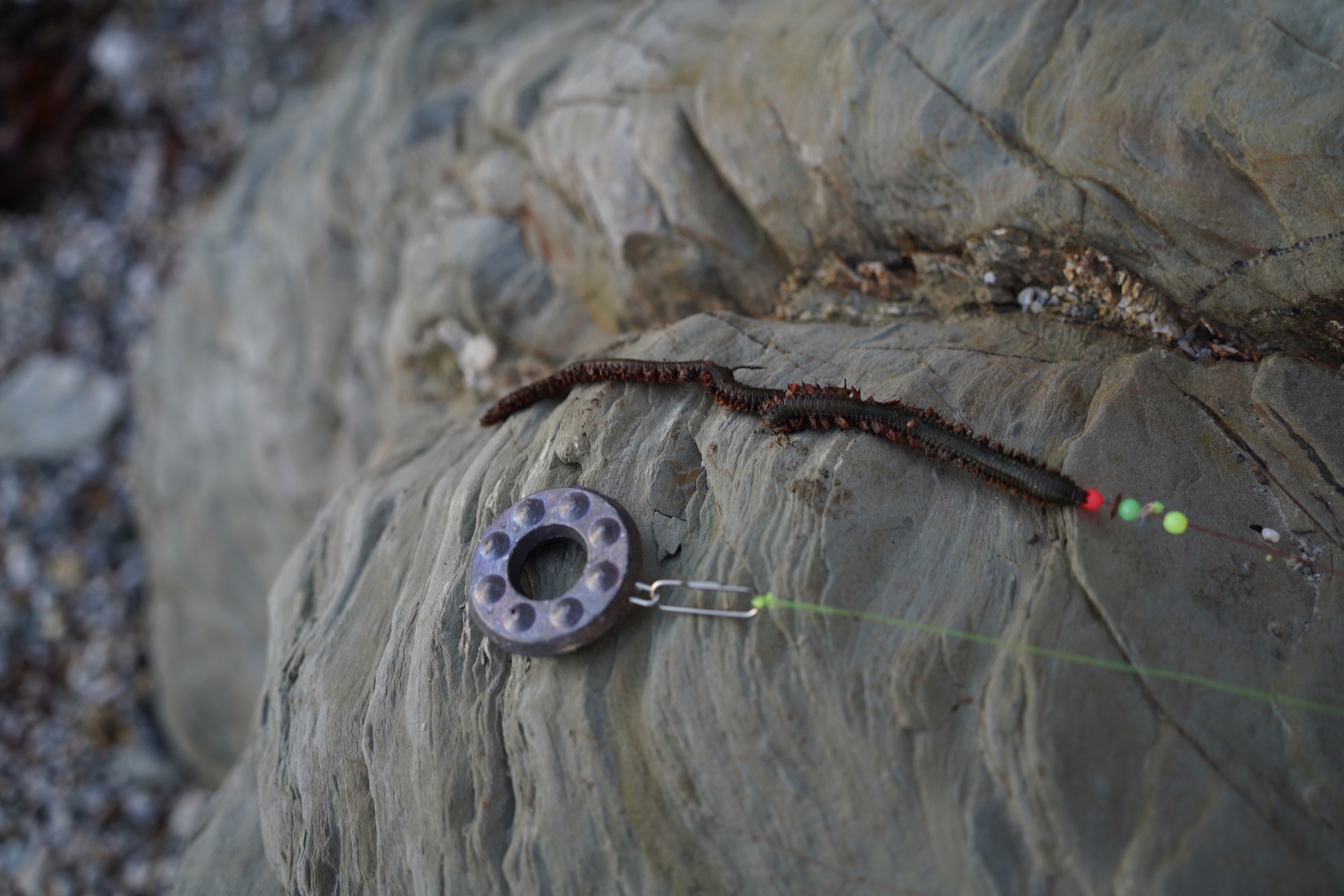 ragworm rigged on hook