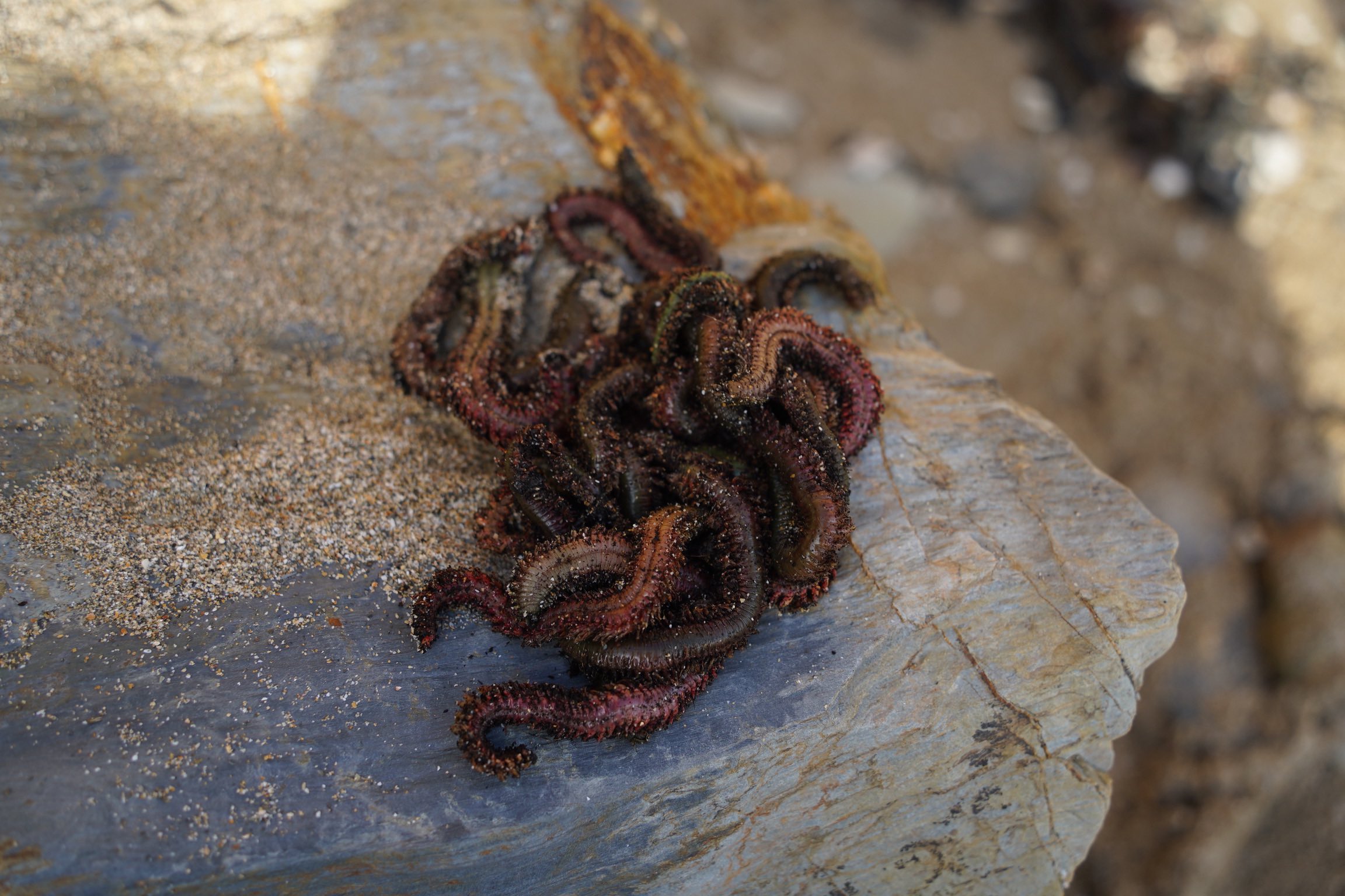 rag worm for bait