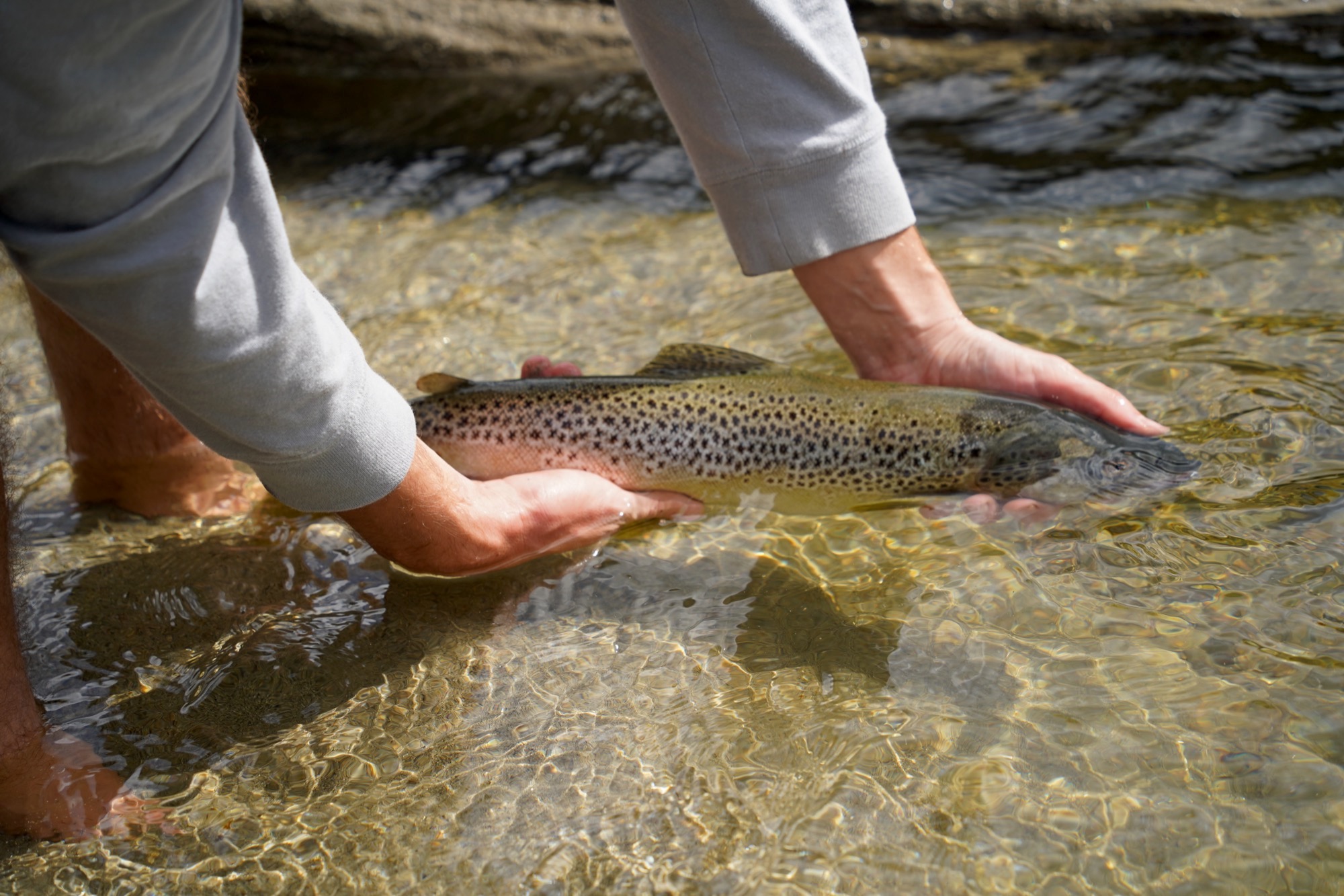 brown trout fishing