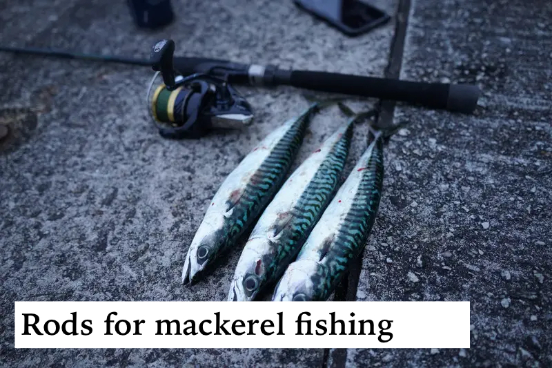 best mackerel rods