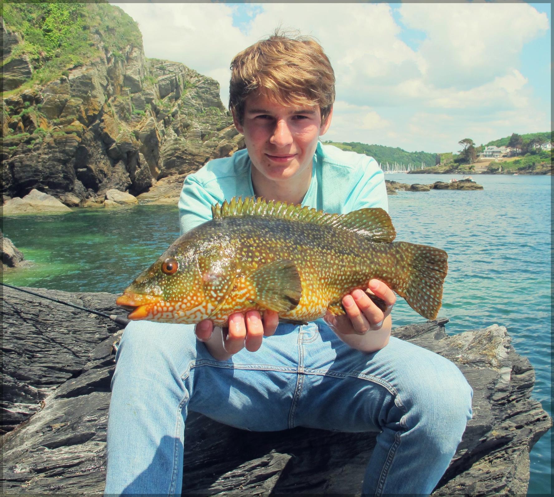 wrasse