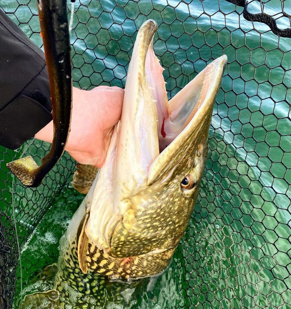 best lures for pike - soft plastics