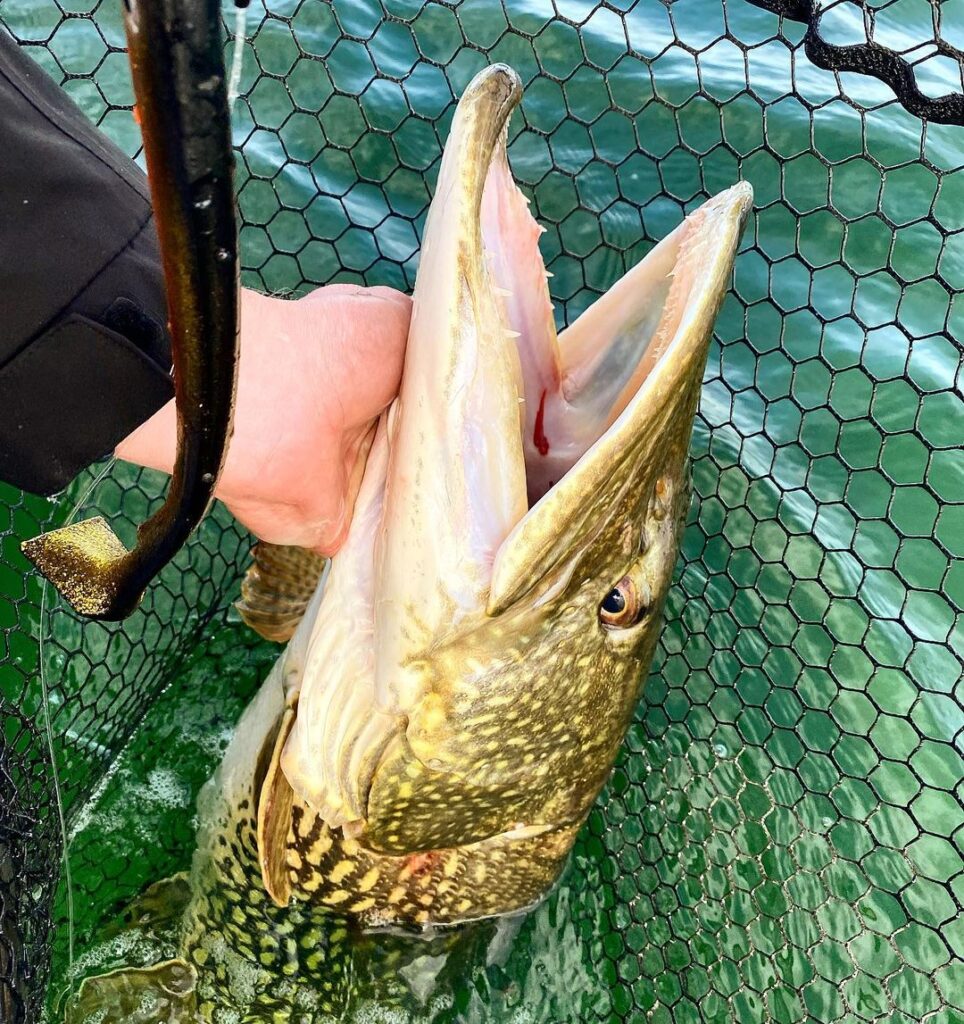 Lure fishing for Pike