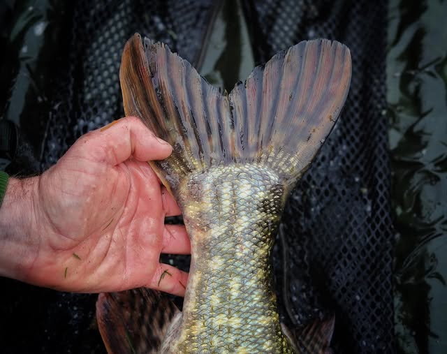 pike tail