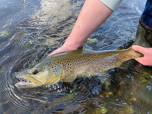 big brown trout