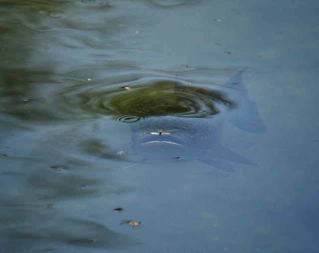 trout surfacing for fly