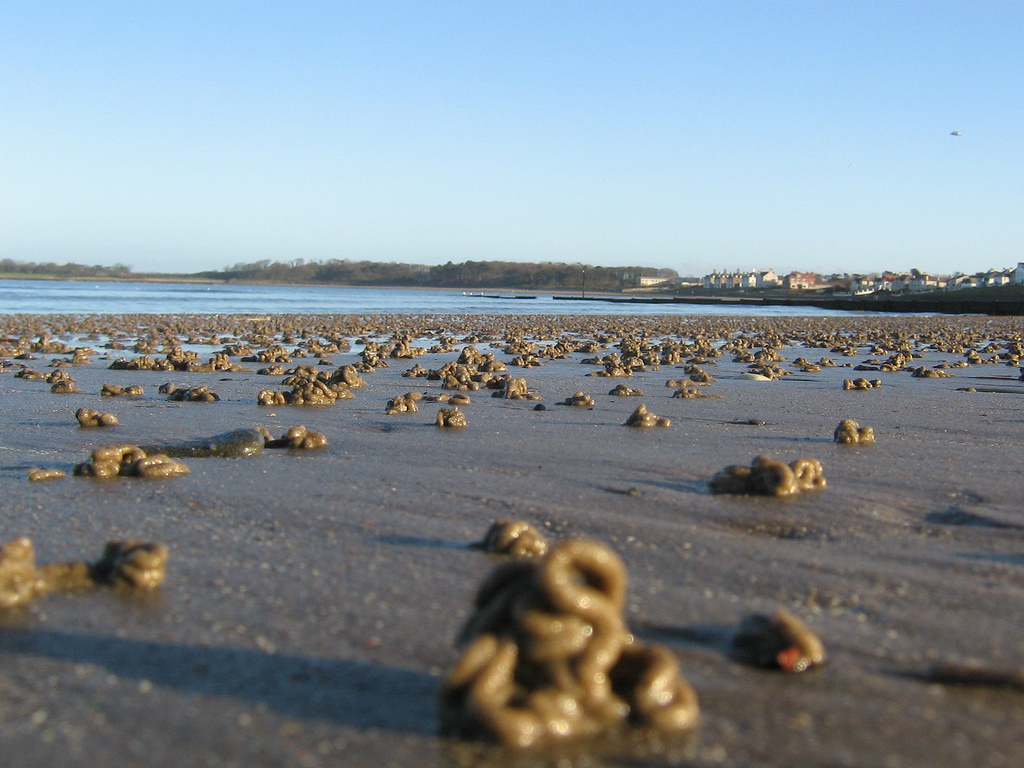 blow lugworm castings