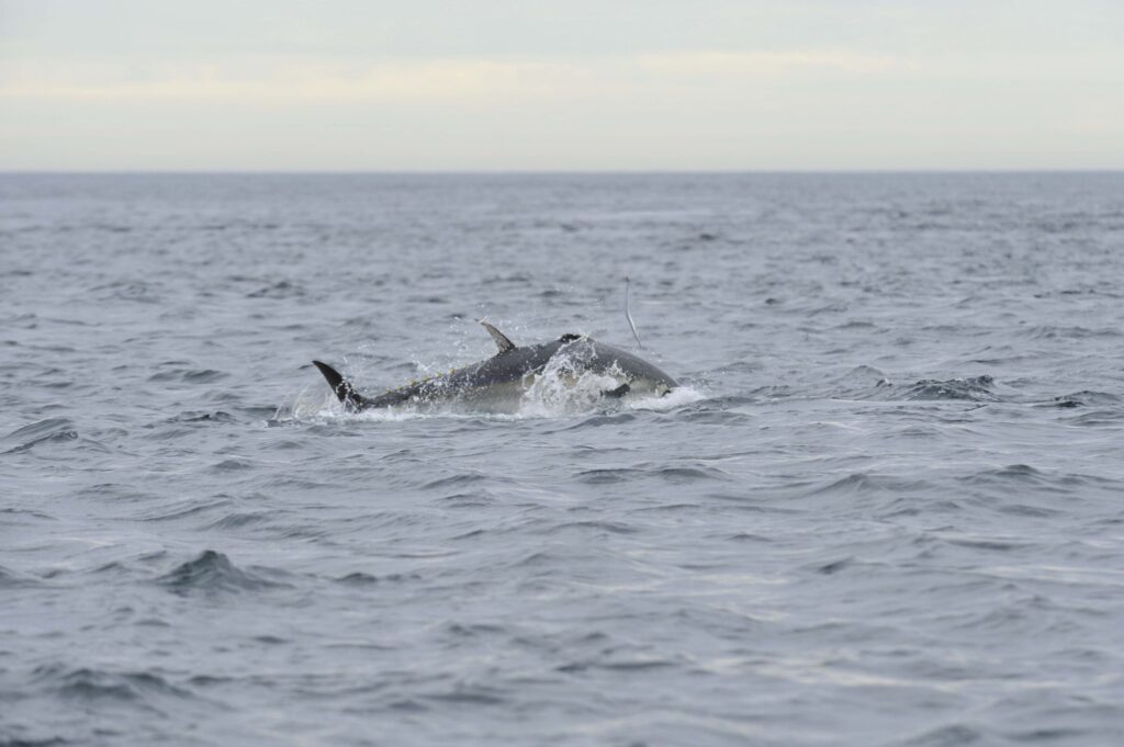 fishing trips near fowey