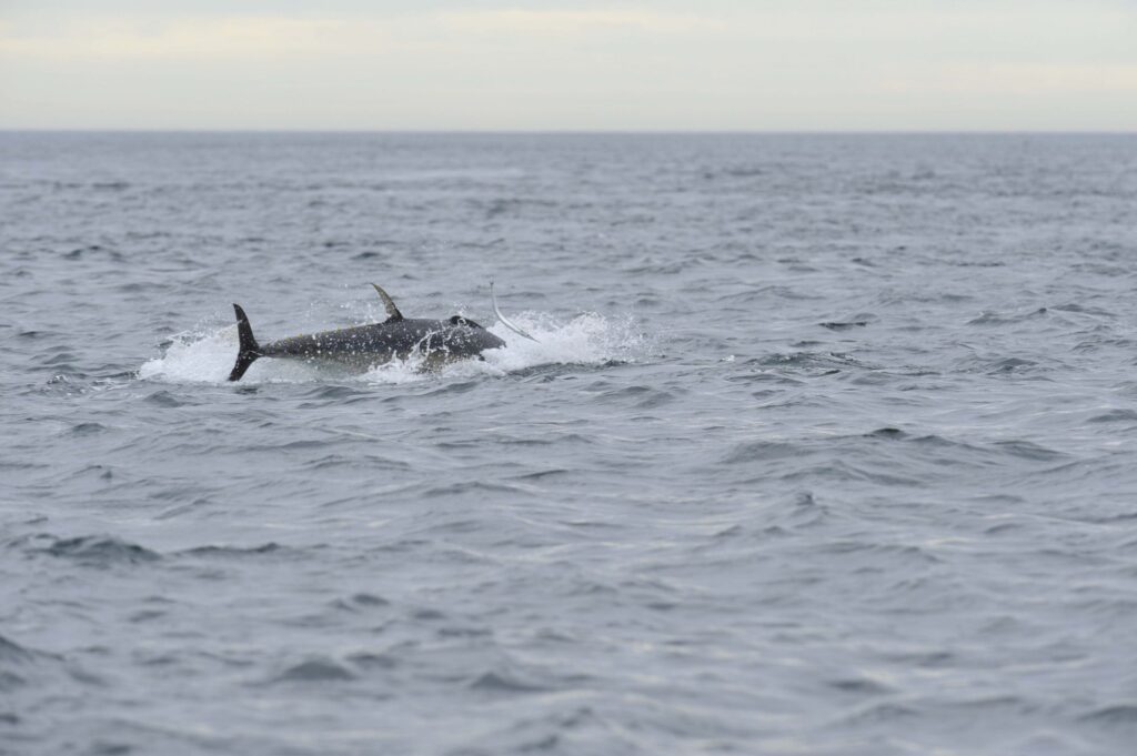 bluefin tuna uk