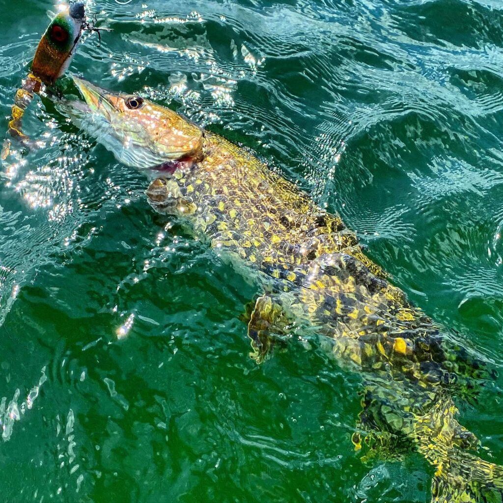 winter pike fishing uk