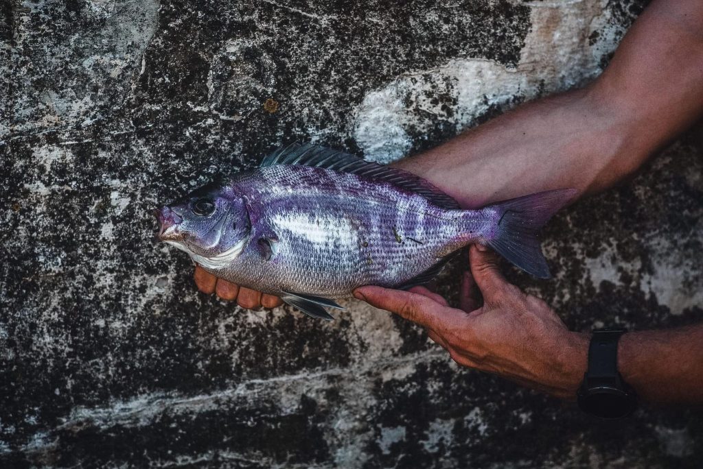 Bream fishing UK