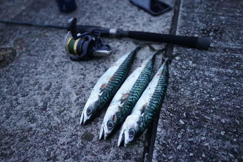 mackerel fishing