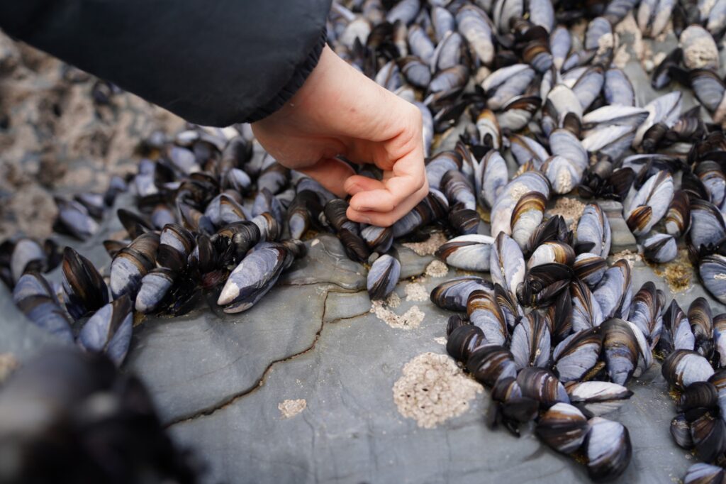 mussels bait
