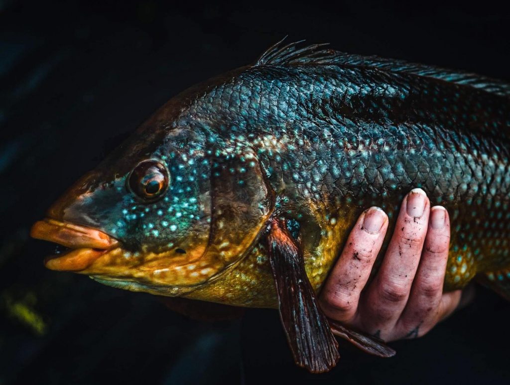 wrasse fishing