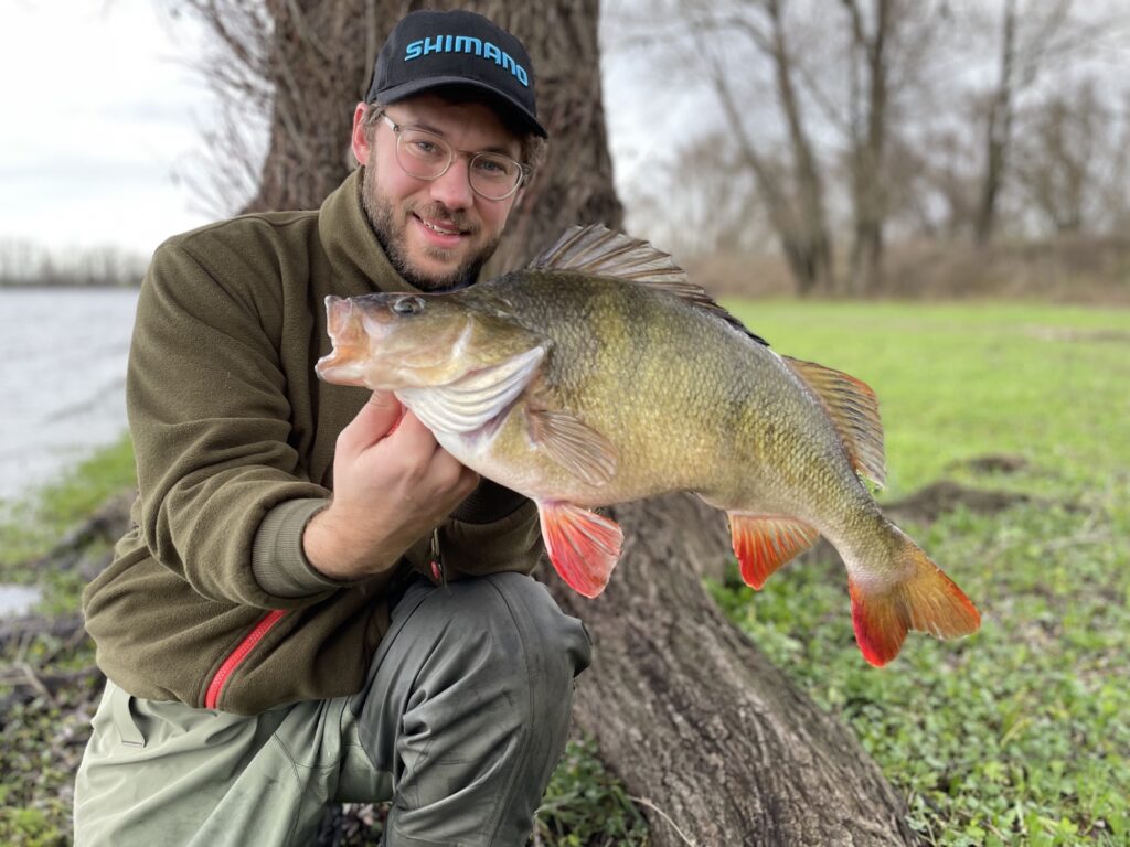 perch fishing 